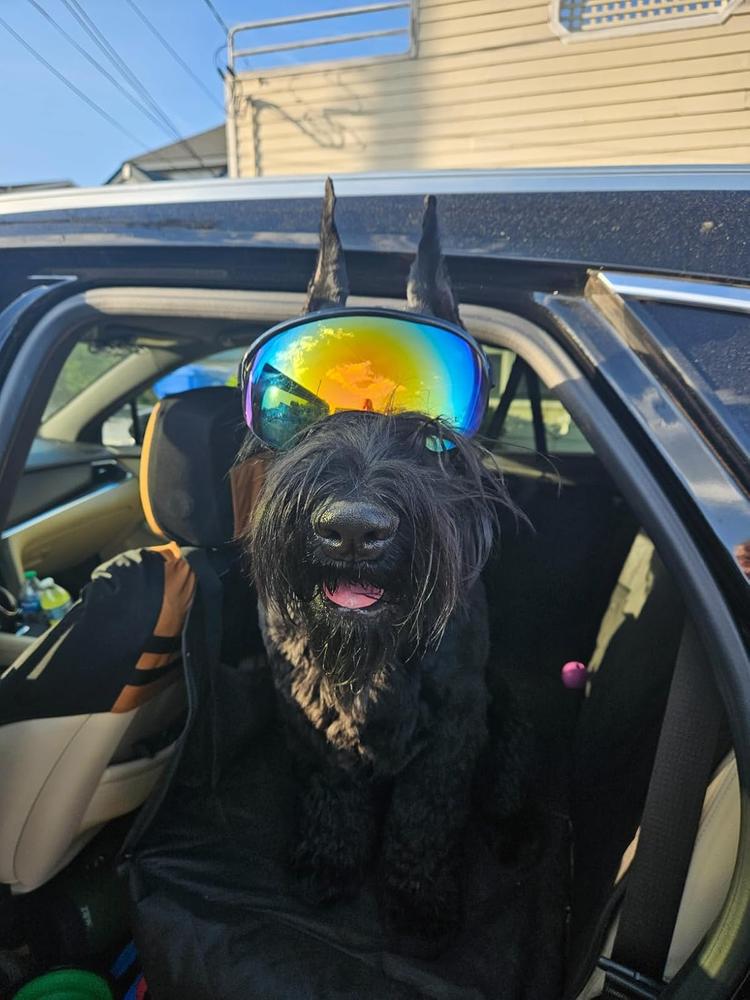 Doggy Goggies