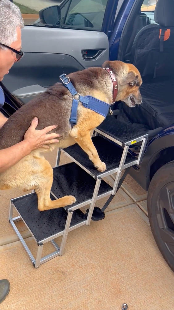 Portable Dog Stairs