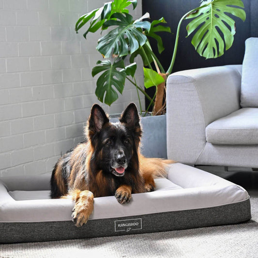 Orthopaedic Memory Foam Dog Bed